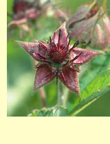   (Comarum palustre L.) 